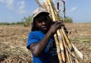La industria azucarera dominicana mejora con el duro trabajo de los jornaleros haitianos
