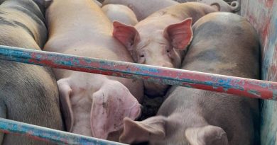 Cerdo de sobra: productores advierten que la sobreproducción puede hundir más los precios
